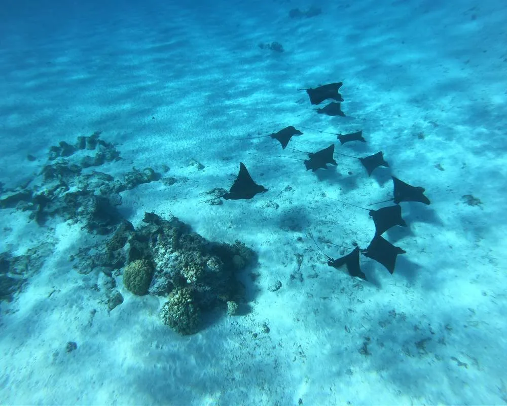 Snorkeling site Bora Bora Motu Fanfan