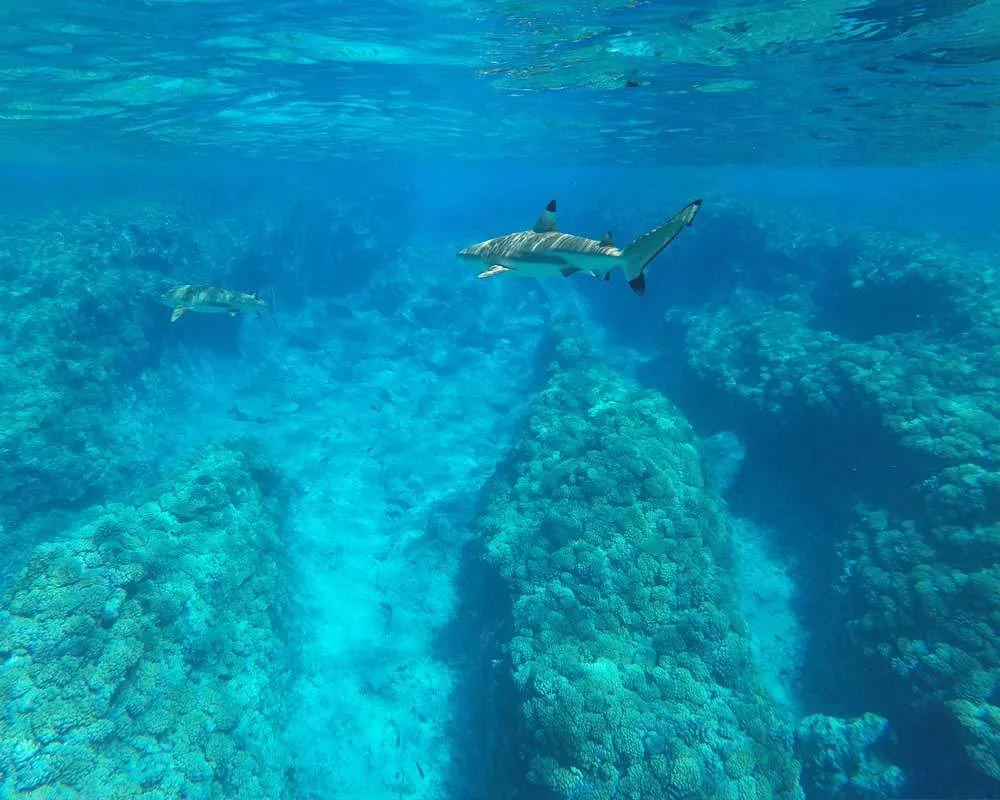 Snorkeling site Haapiti Bora Bora