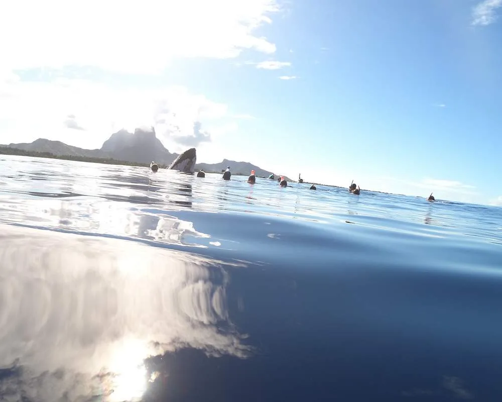 Snorkeling tour Bora Bora whales watching
