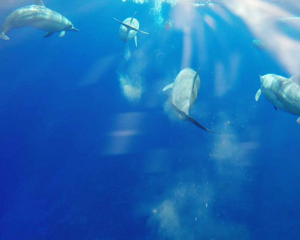 Dolphins in Bora Bora lagoon