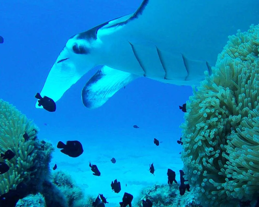 Manta rays encountered during snorkeling