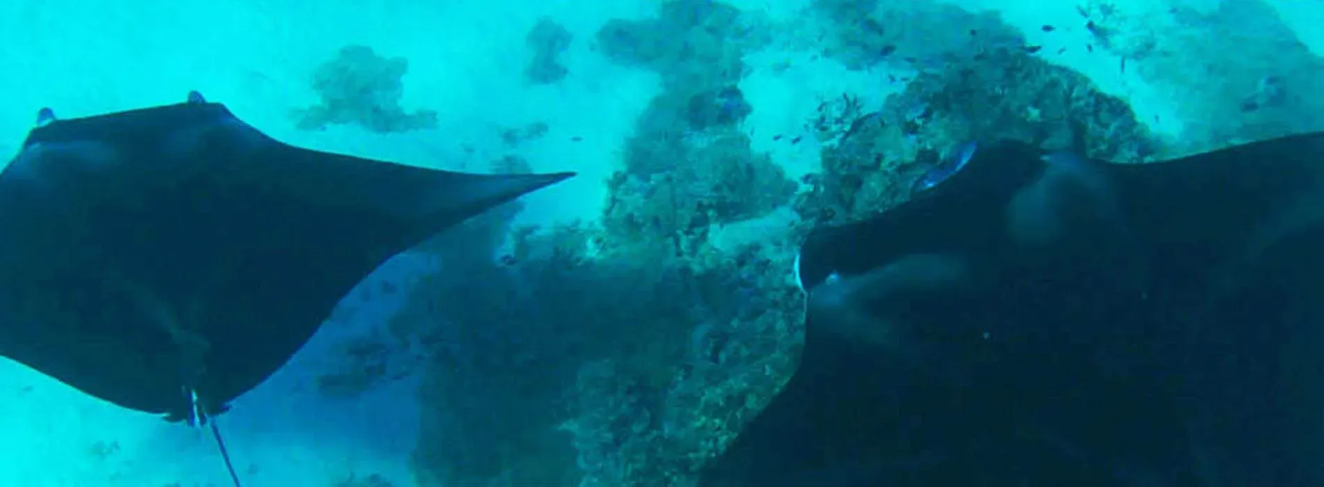 Bora Bora snorkeling map Anau manta rays site