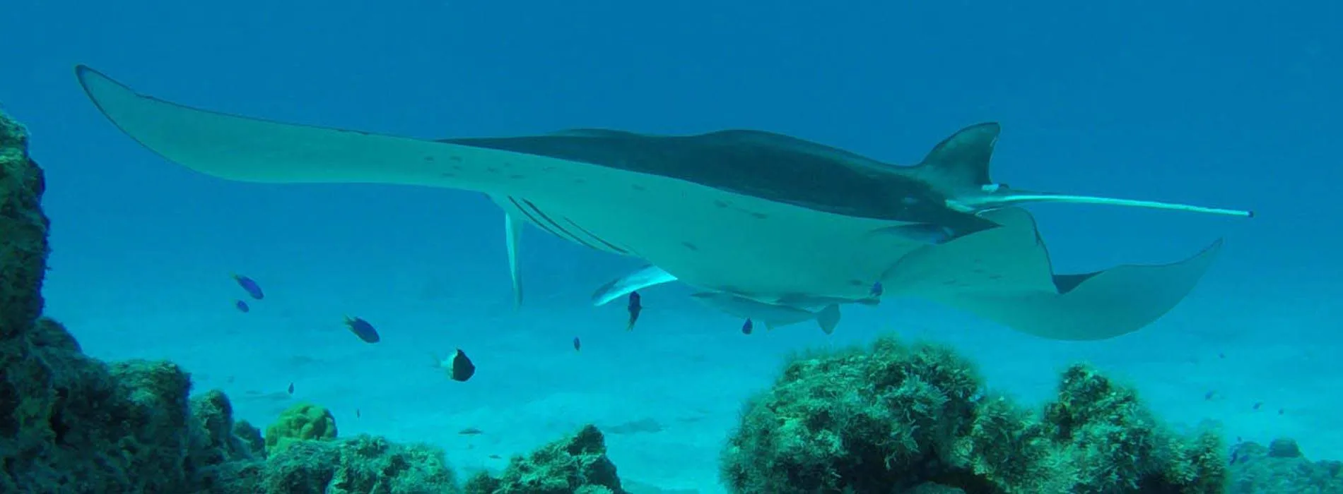Bora Bora snorkeling map Toopua Nui site