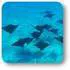 tohora bora bora snorkeling ray