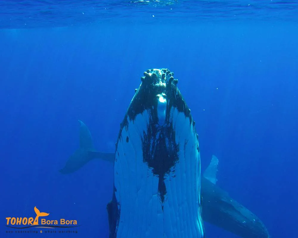 Whale watching Bora Bora island