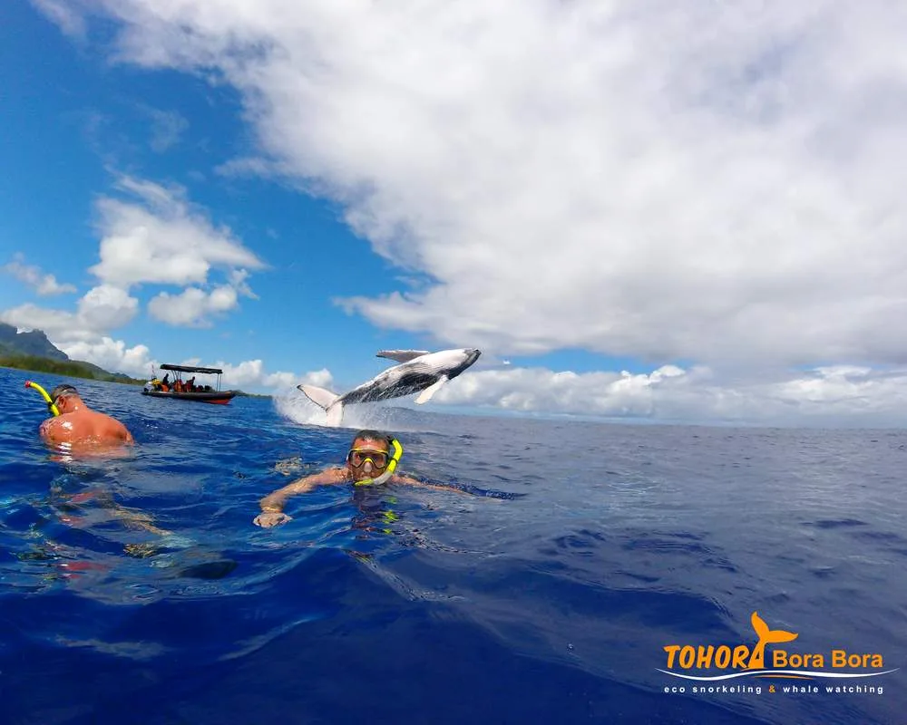 Whale watching Bora Bora snorkeling tour