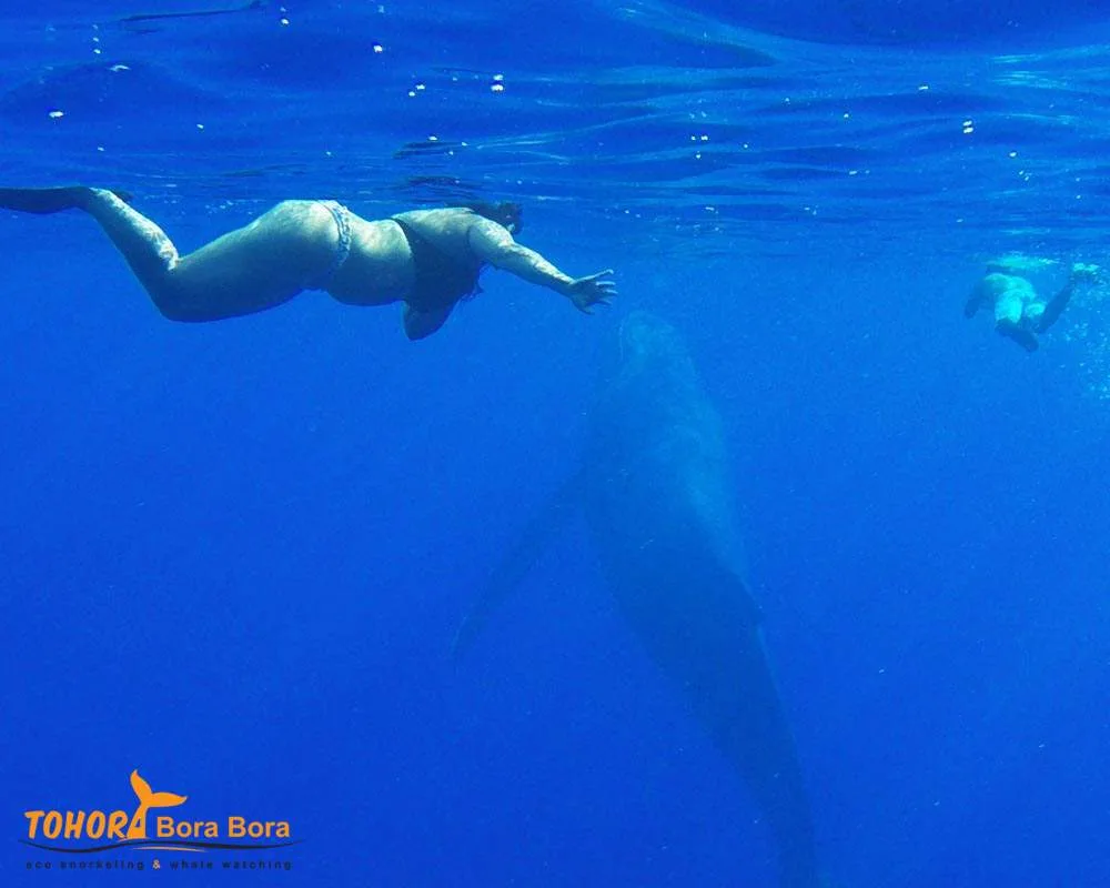 Whale watching divers Bora Bora encounter