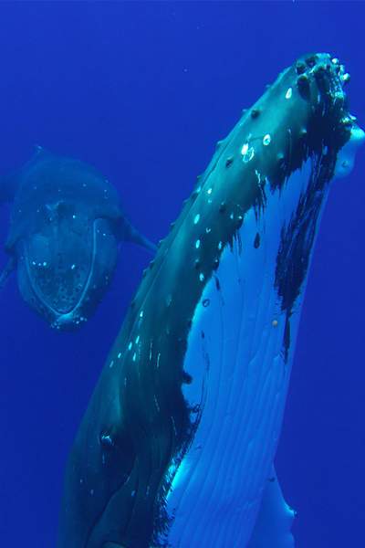 whales watching tohora bora bora tours