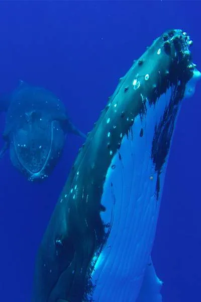 Whale watching tours Tohora Bora Bora