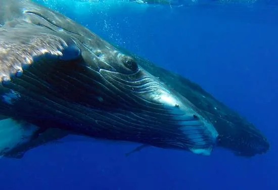 Whale watching tours Tohora Bora Bora