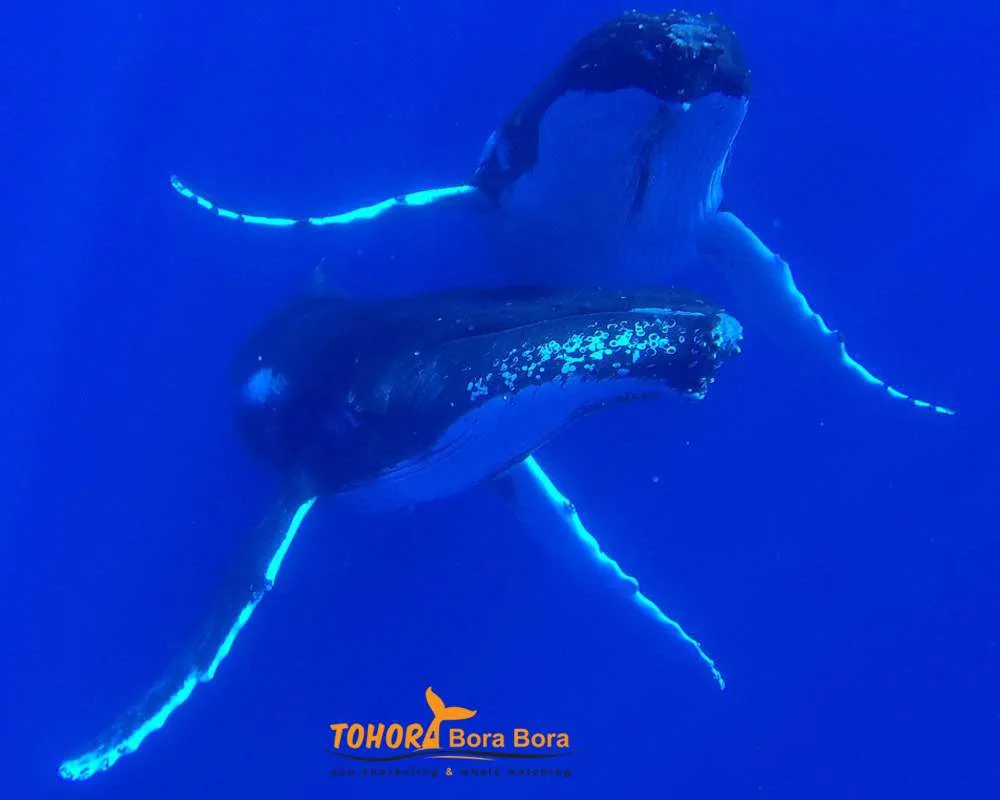 Whales watching tour Bora Bora